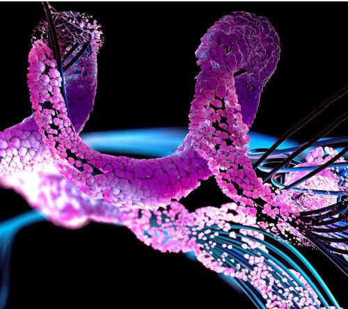 Klonalne plazmocyty w amyloidozie łańcuchów lekkich regulowane przez mikroRNA i zależne od białek anty-apoptotycznych z rodziny BCL2 – mechanizm