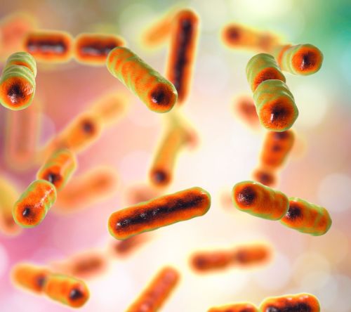 Mikrobiom jelitowy u pacjentów z amyloidozą transtyretynową z zajęciem serca