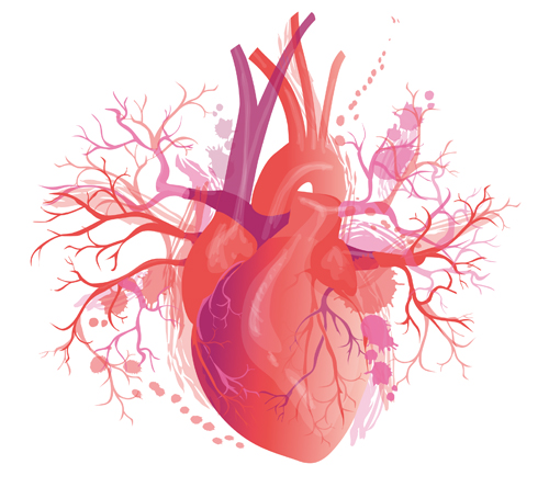Kardiotoksyczność wolnych lekkich łańcuchów immunoglobulinowych w surowicy w amyloidozie łańcuchów lekkich (AL)