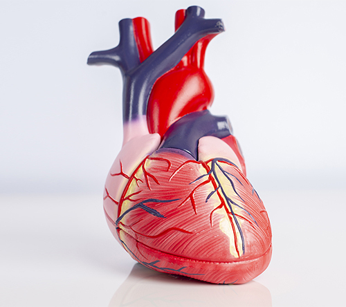 Sercowo-naczyniowe przyczyny hospitalizacji i śmierci wśród chorych na kardiomiopatię transtyretynową