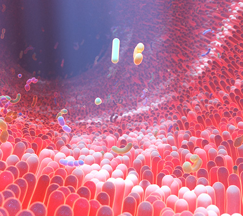 Zmiany w mikrobiomie jelitowym u chorych na amyloidozę łańcuchów lekkich